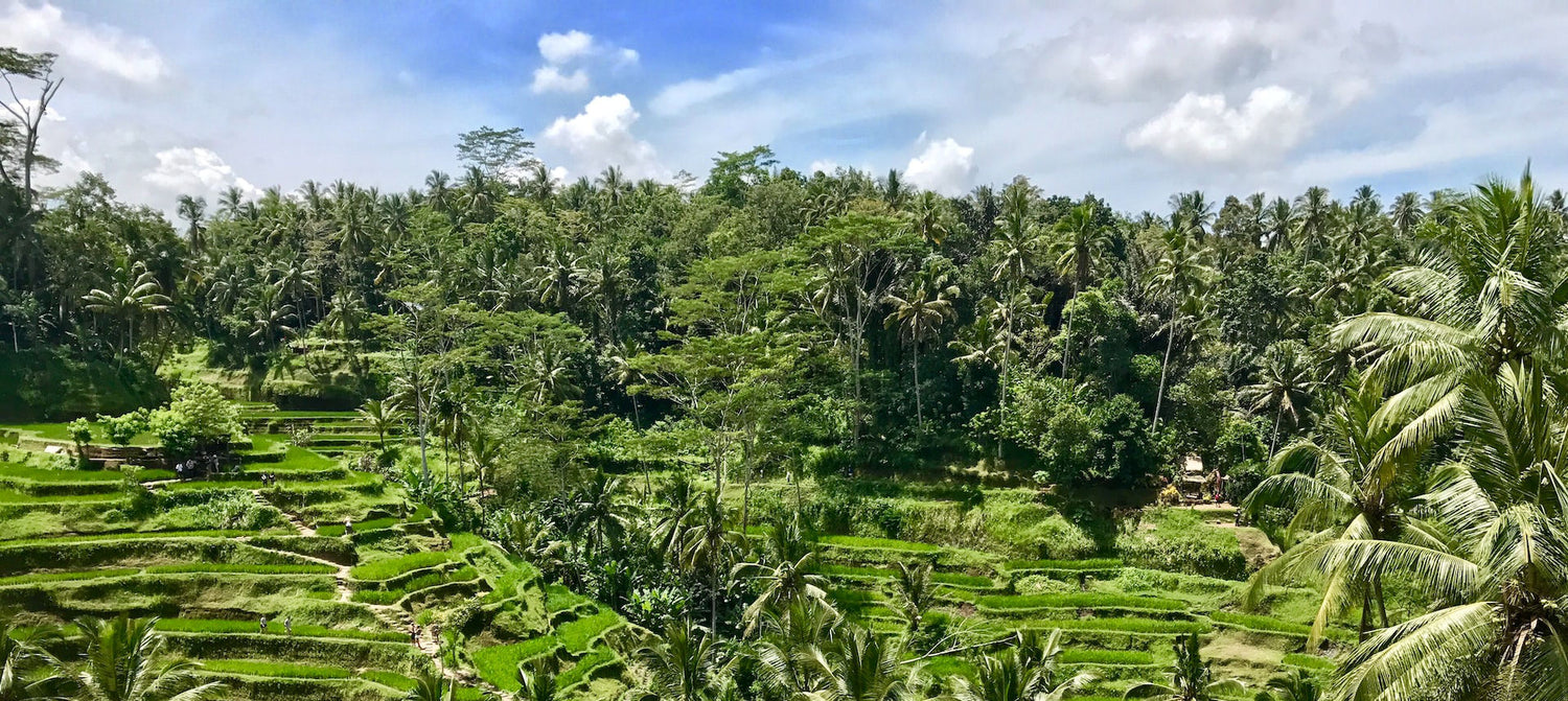 Kaffee Anbau in Indonesien Muiscafe Schmölln